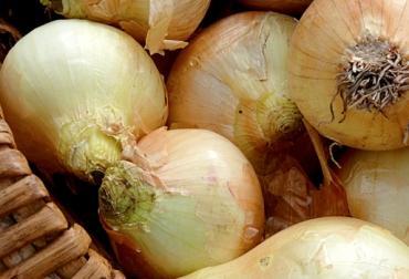 Cebolla Cabezona
