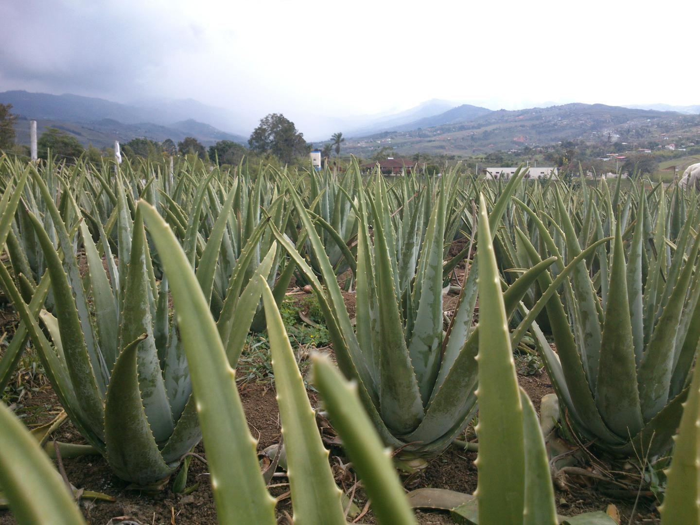Aloe Vera Sabila