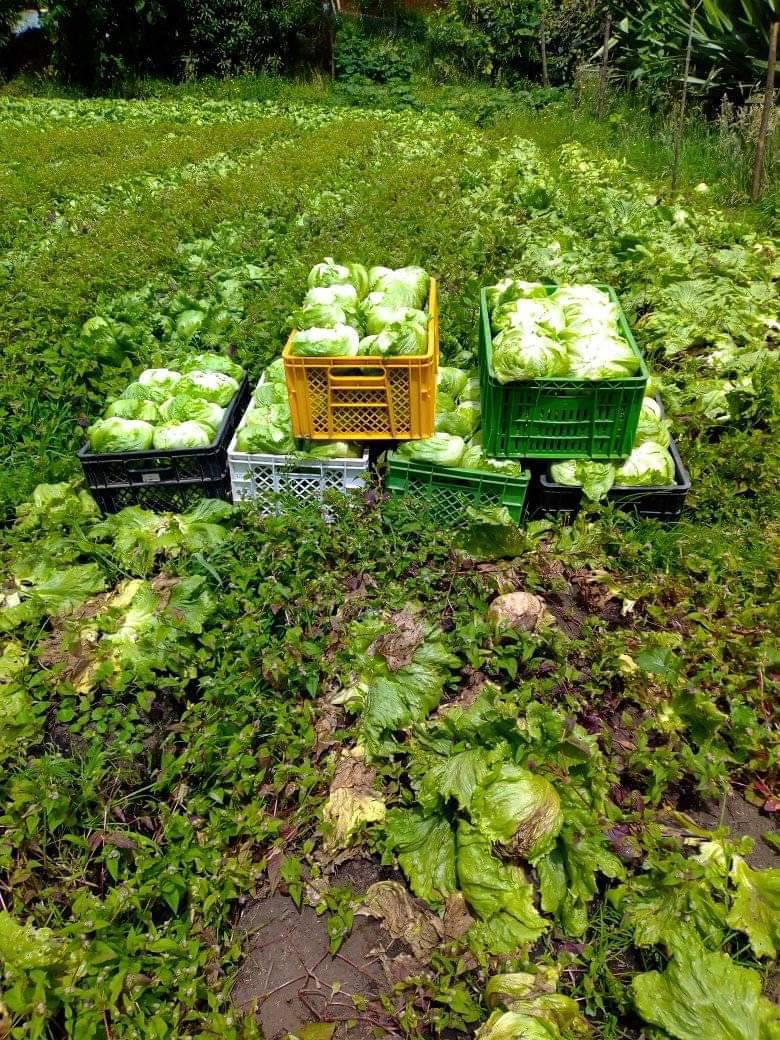 Lechuga