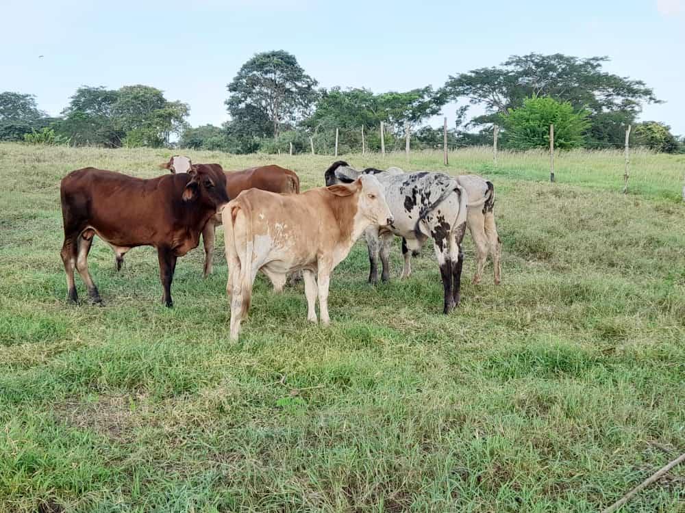 Lotes De Ganado En Pie