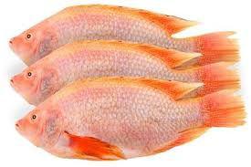 Tilapia Roja