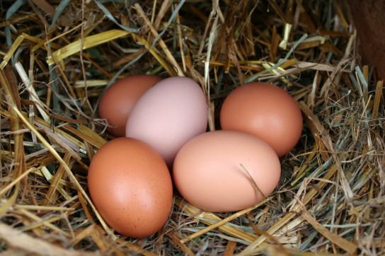 Huevos Campesinos