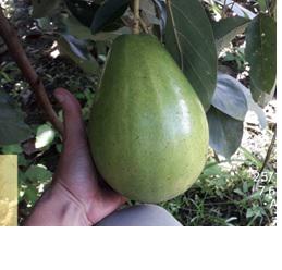 Aguacate Lorena