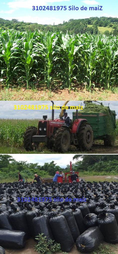 Silo De Maiz Soy Sorgo Y Girasol
