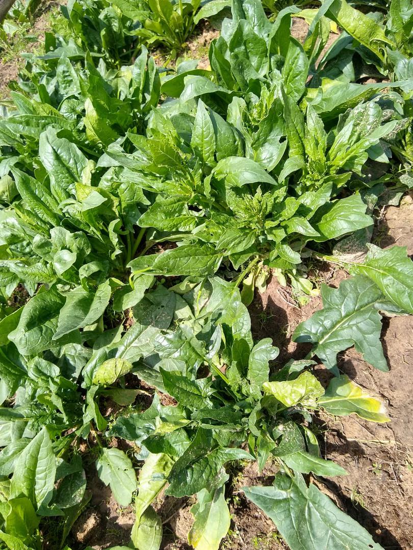 Espinaca