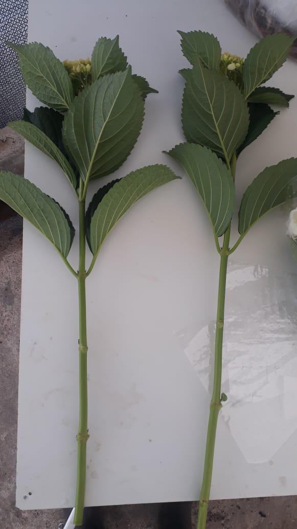 Hortensia Tipo Exportacion