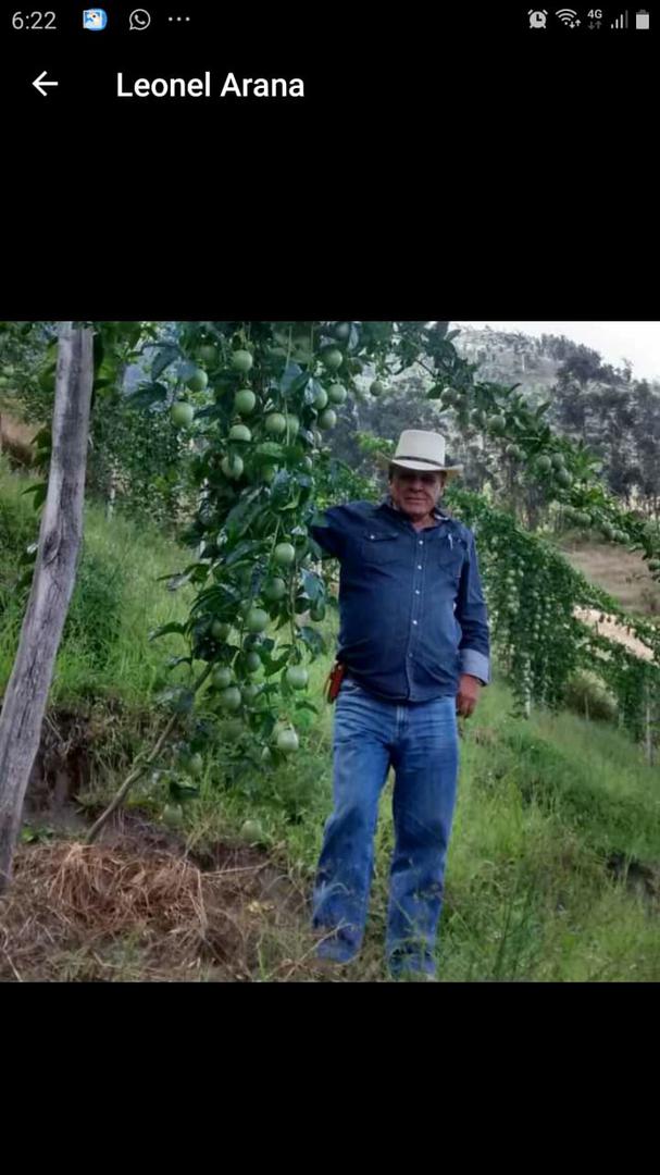 Aguacate Hass