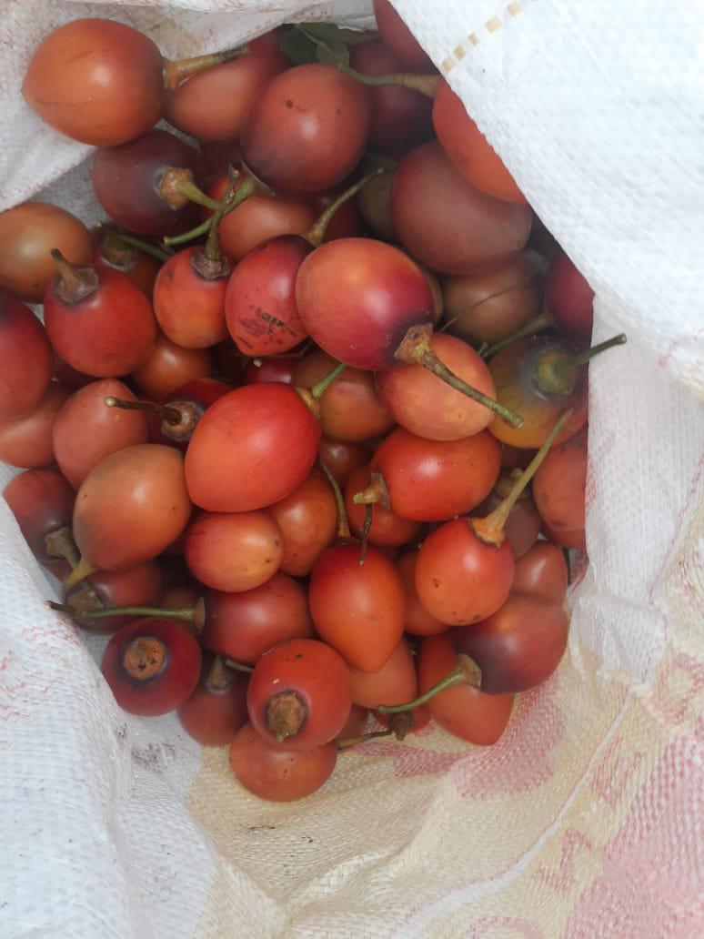 Tomate De Arbol Jugoso Y Dulce De Primera Calidad En Presentacion De Canastilla De 25 Kilogramos