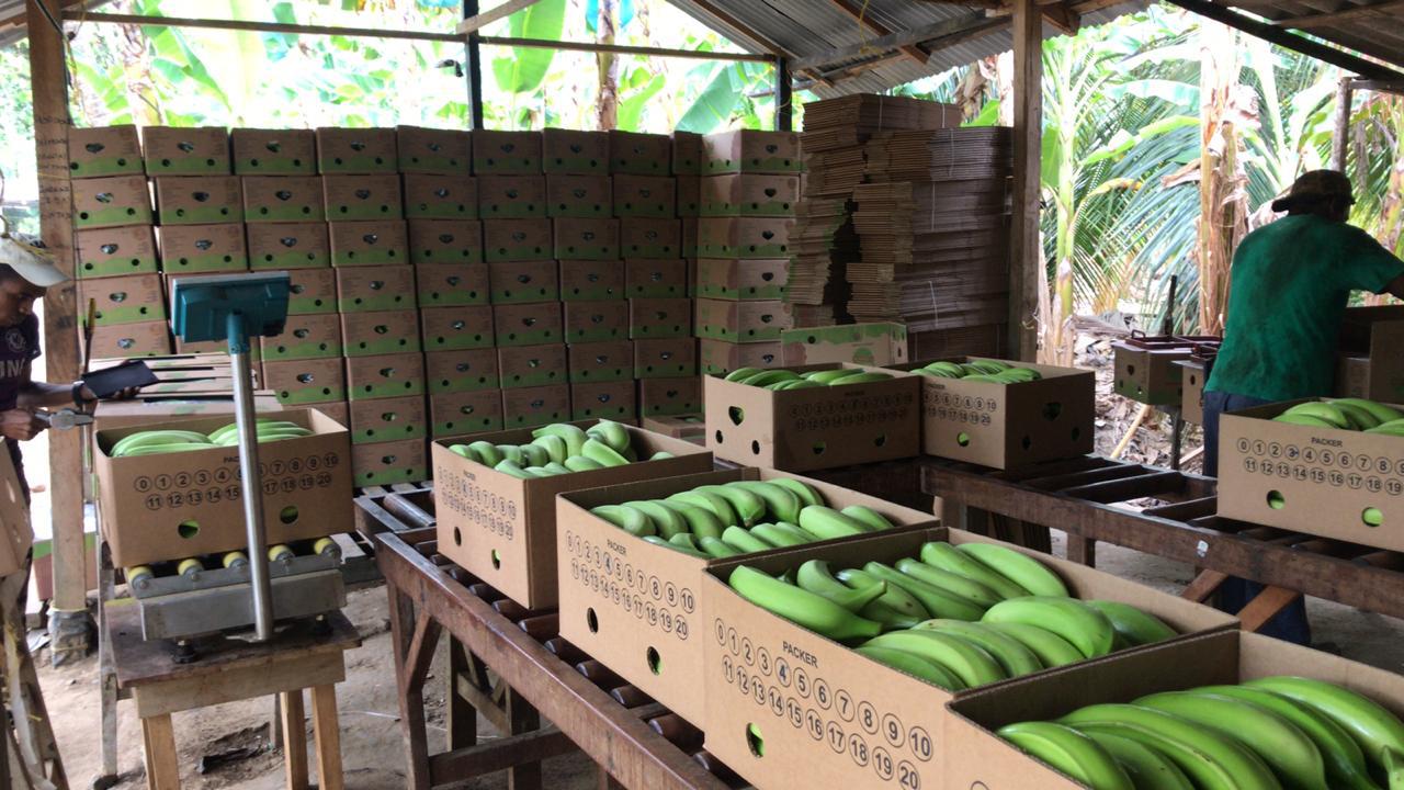 Platano Dominico Harton Hawaiano