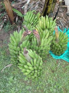 Banano Criollo De Primera Calidad Presentacion Por Kilogramo O Racimo