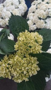 Hortensia Tipo Exportacion