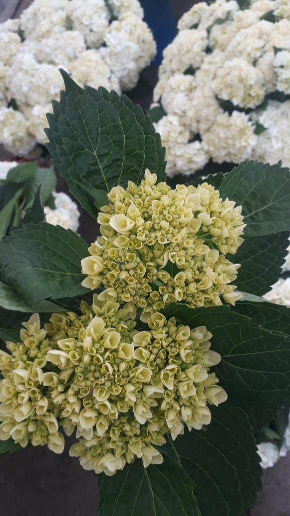 Hortensia Tipo Exportacion