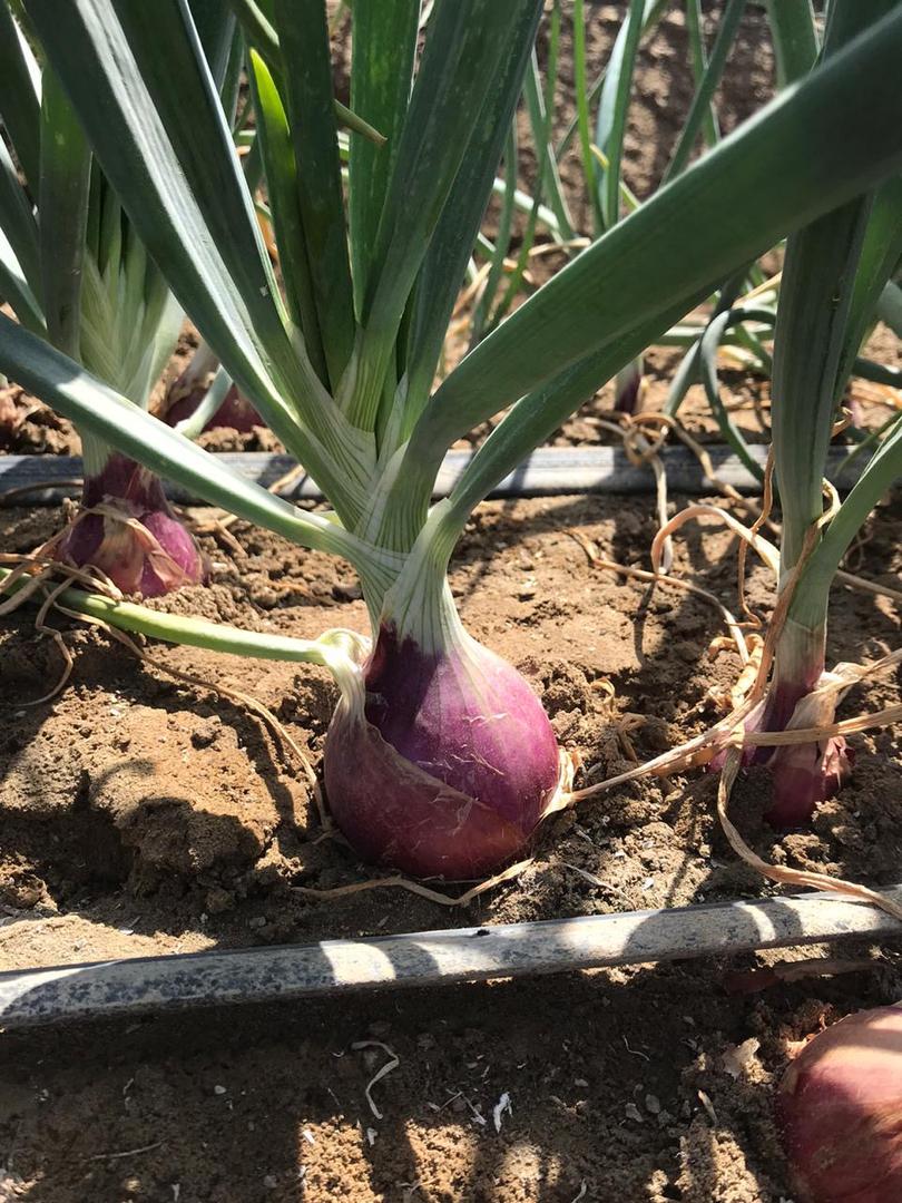 Cebolla Roja Variedad Dulcinea Noam