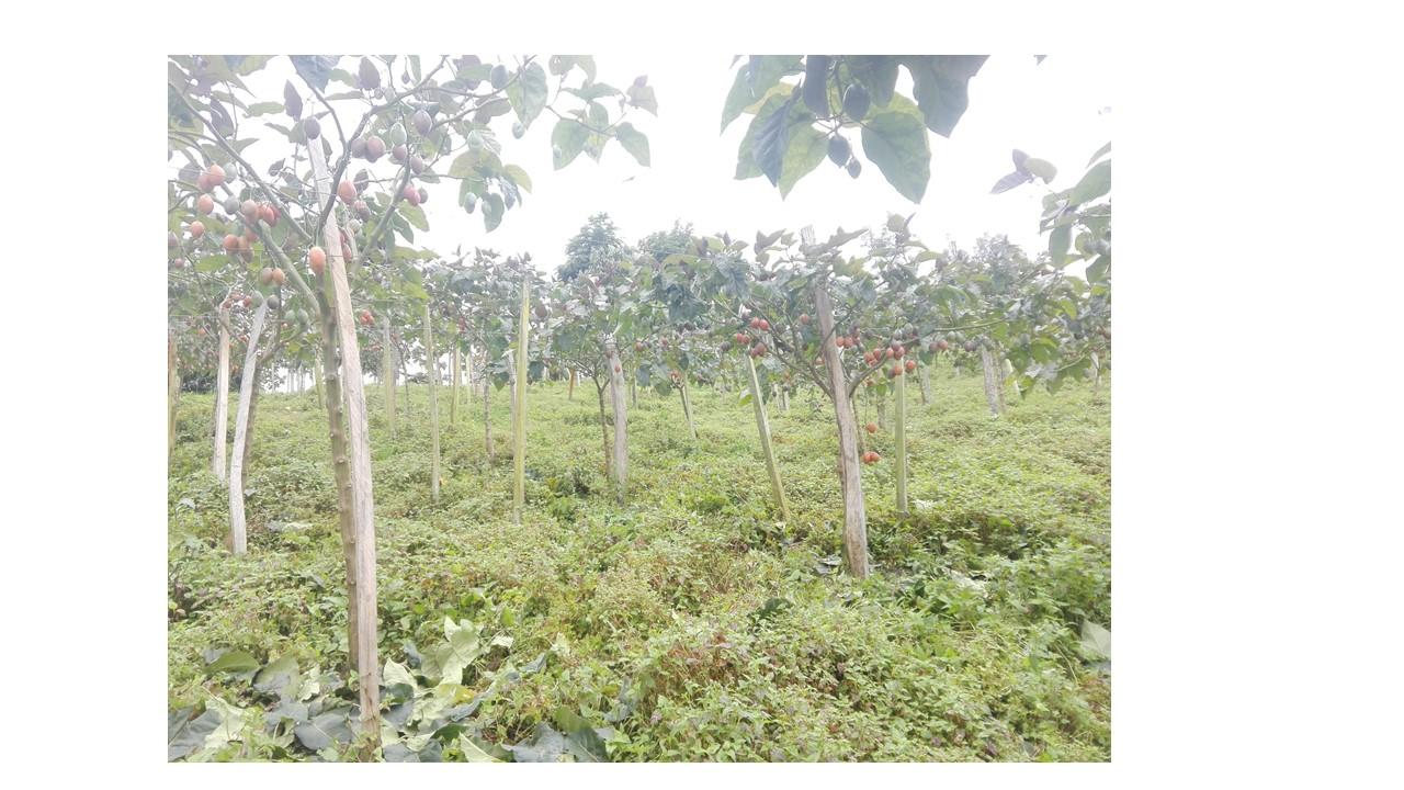 Tomate De Arbol