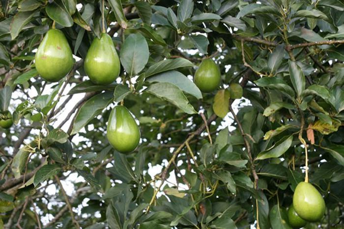 Aguacate