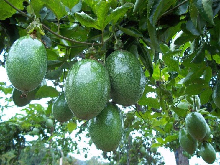 Maracuya