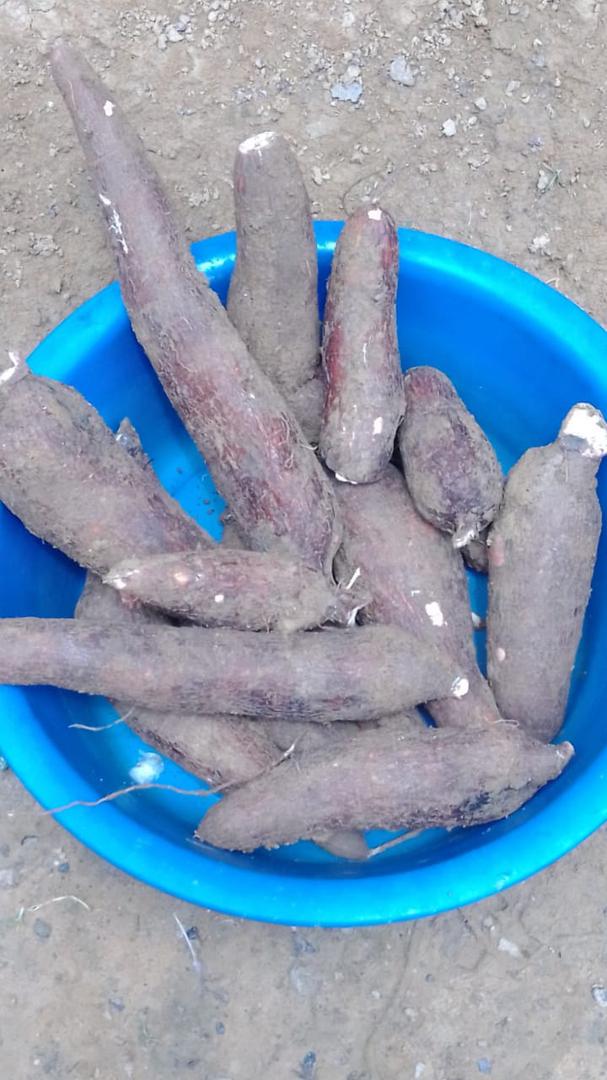 Yuca Copito Blanco — foto 2 de 4