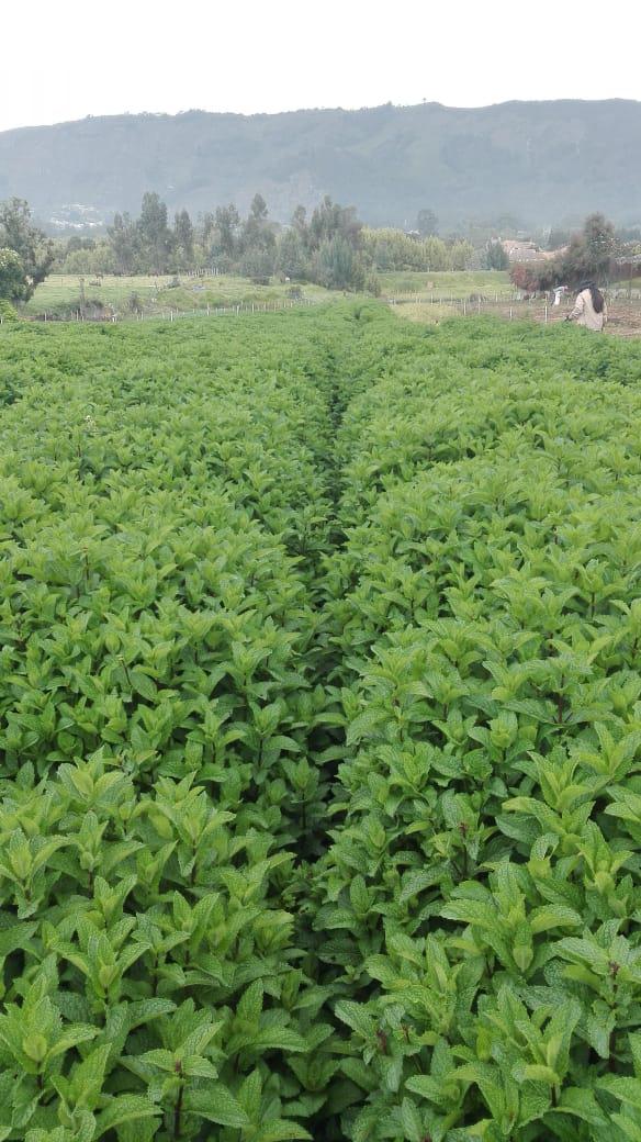 Menta Spicata Organica