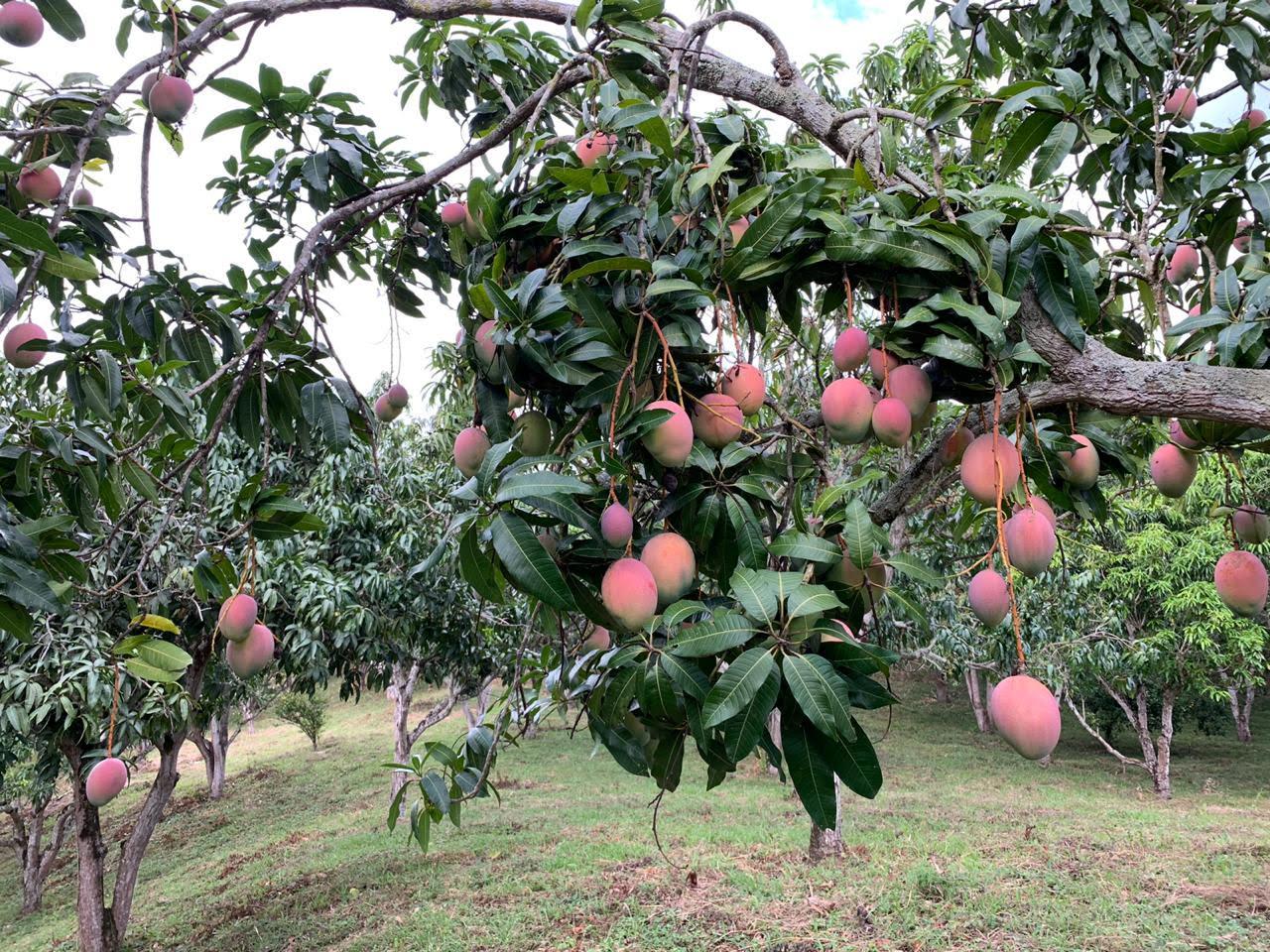 Mango