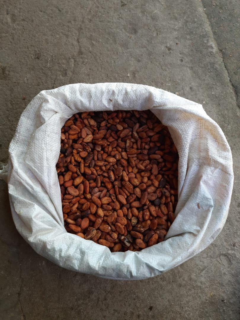 Cacao