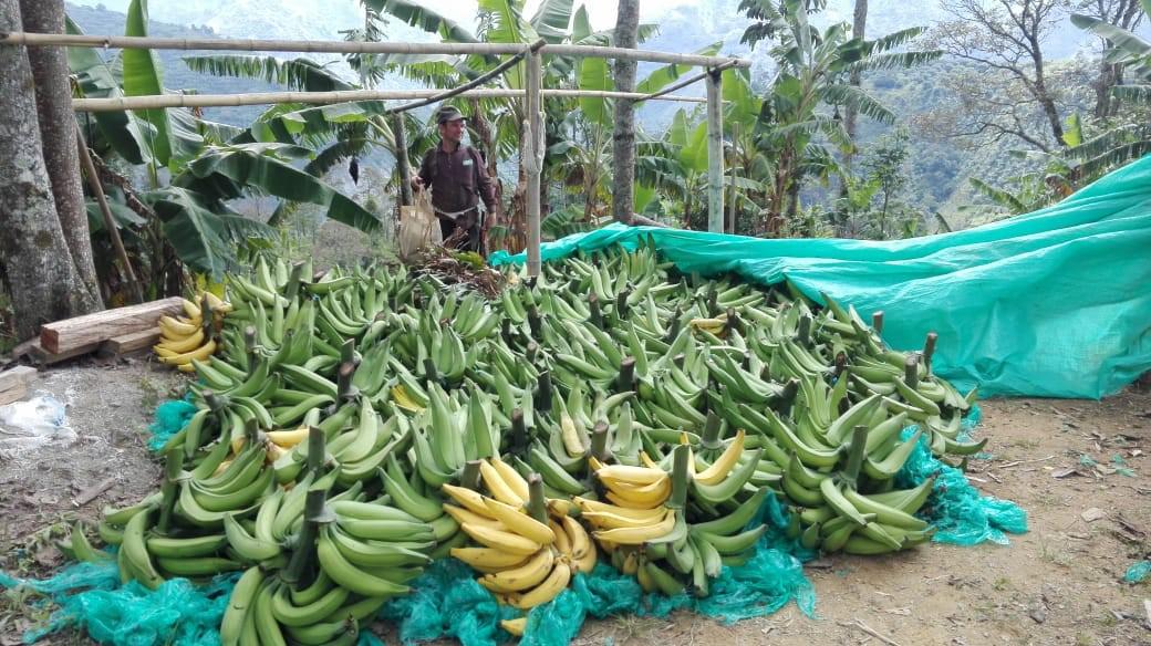 Platano Dominico Harton De Primera Calidad