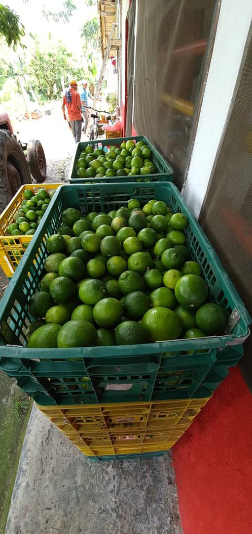 Limon Variedad Tahiti Punto Optimo De Madurez Empacado En Canastilla