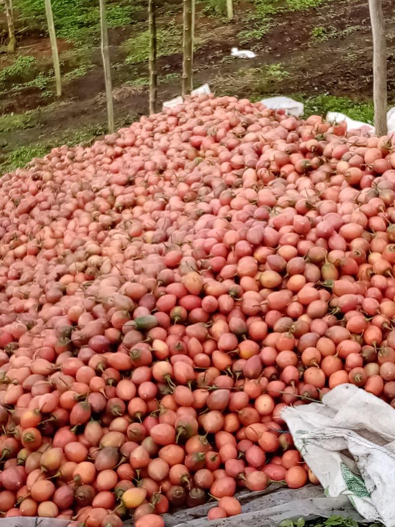 Tomate De Arbol Variedad Comun