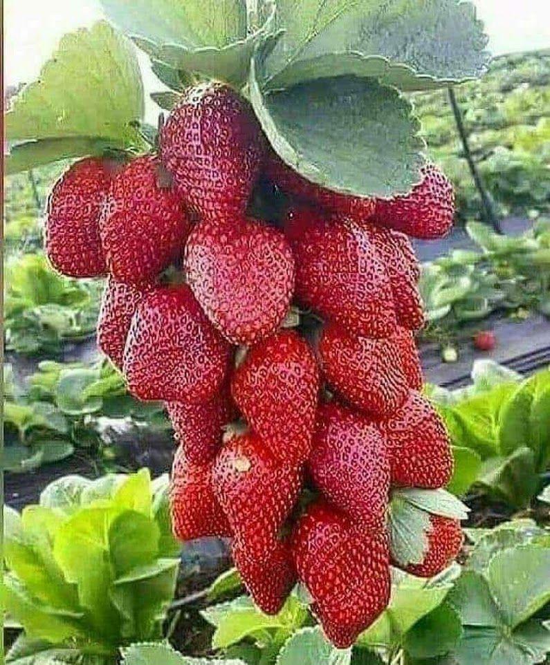 Fresa Fresca