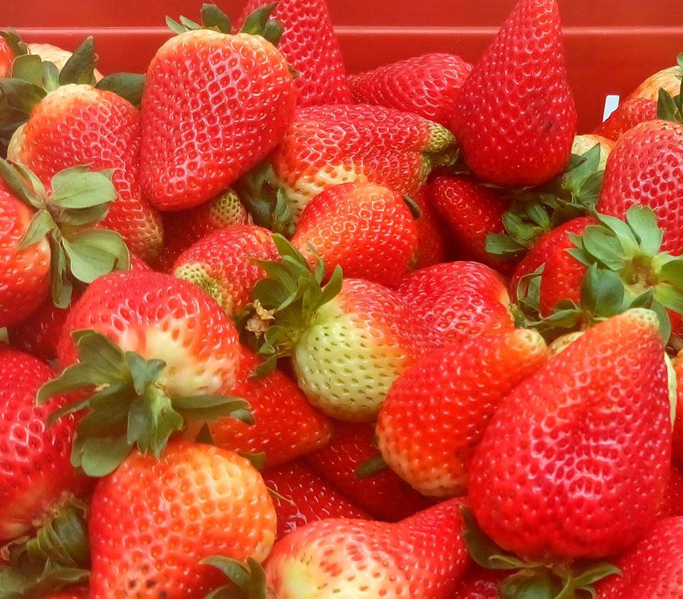Deliciosa Fresa