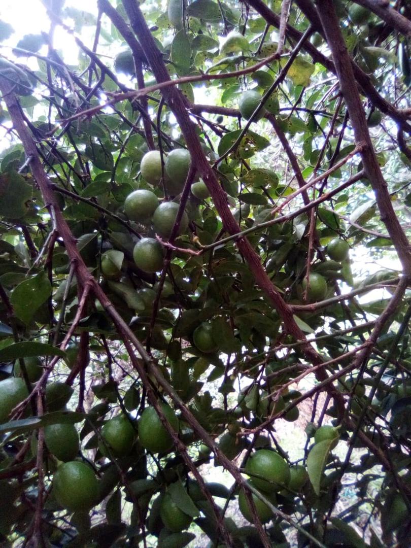 Limon Fresco