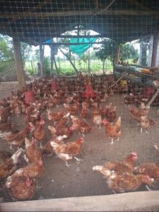 Huevos Semi Criollos