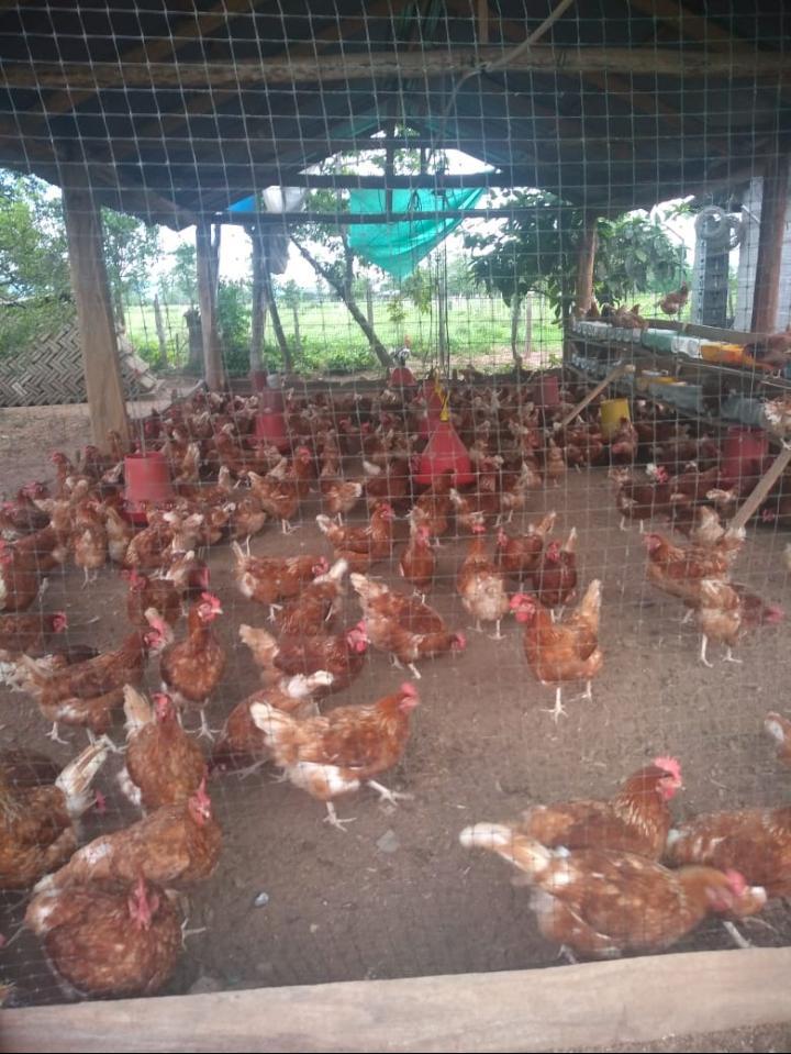 Huevos Semi Criollos