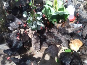 Huevo Semi Criollo Bandeja X 30U