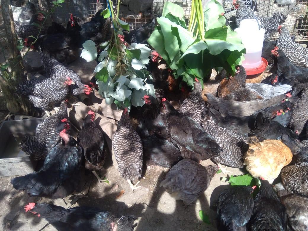 Huevo Semi Criollo Bandeja X 30U