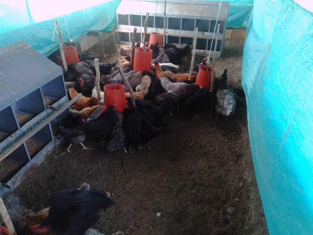 Huevo Semi Criollo Bandeja X 30U