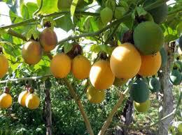 Granadilla