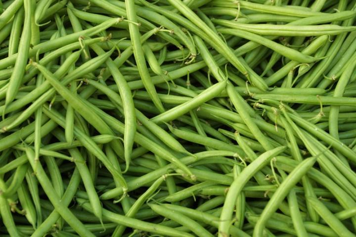 Habichuela