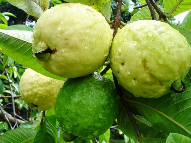 Guayaba Pera