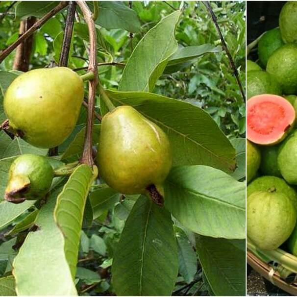 Guayaba Pera