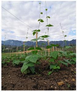 Habichuela Bultos Por 50 Kilos