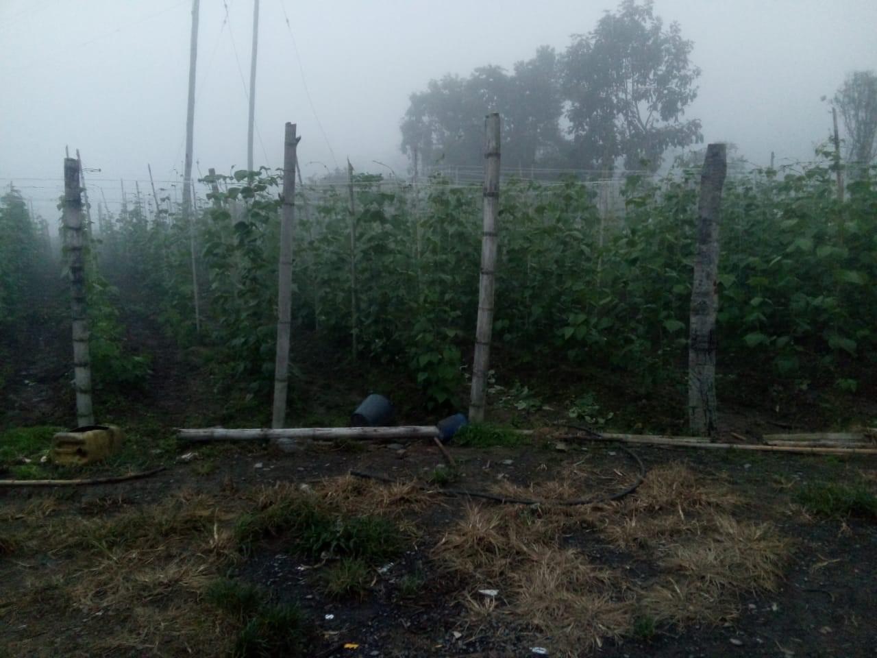 Preventa Habichuela Variedad Lago Azulbto 5