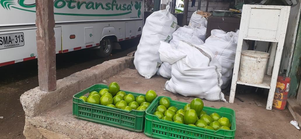 Aguacate