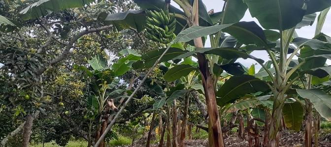 Aguacate