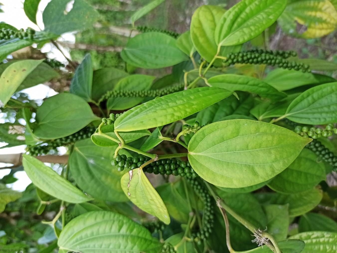 Pimienta Seca