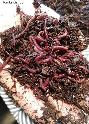 Pie De Cria De Lombriz Roja Californiana Lombrices En Tierra