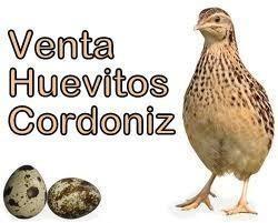 Huevo De Codorniz