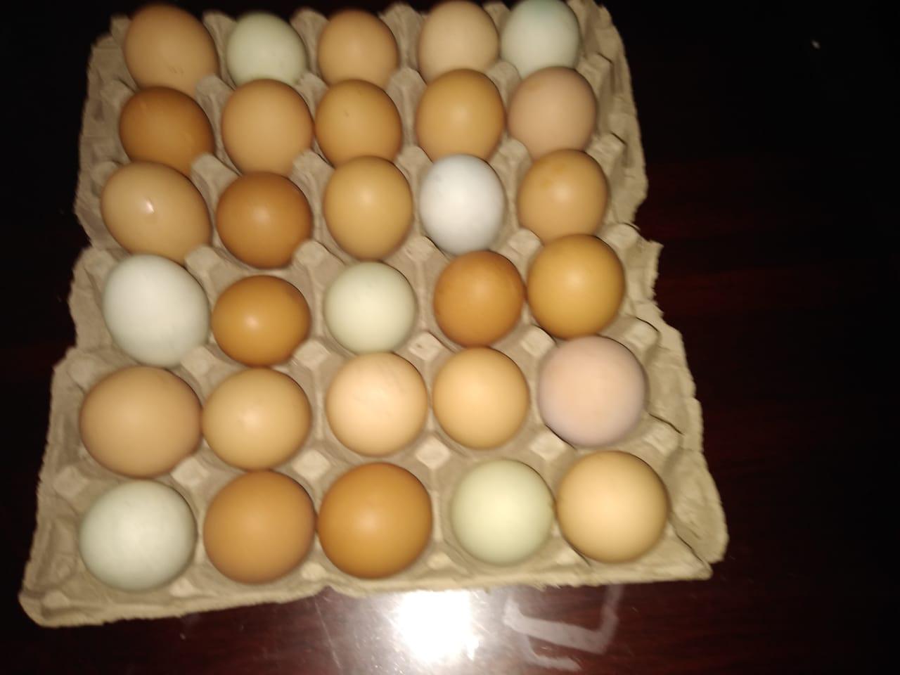 Huevo Criollo