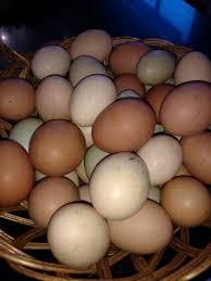Huevo Criollo