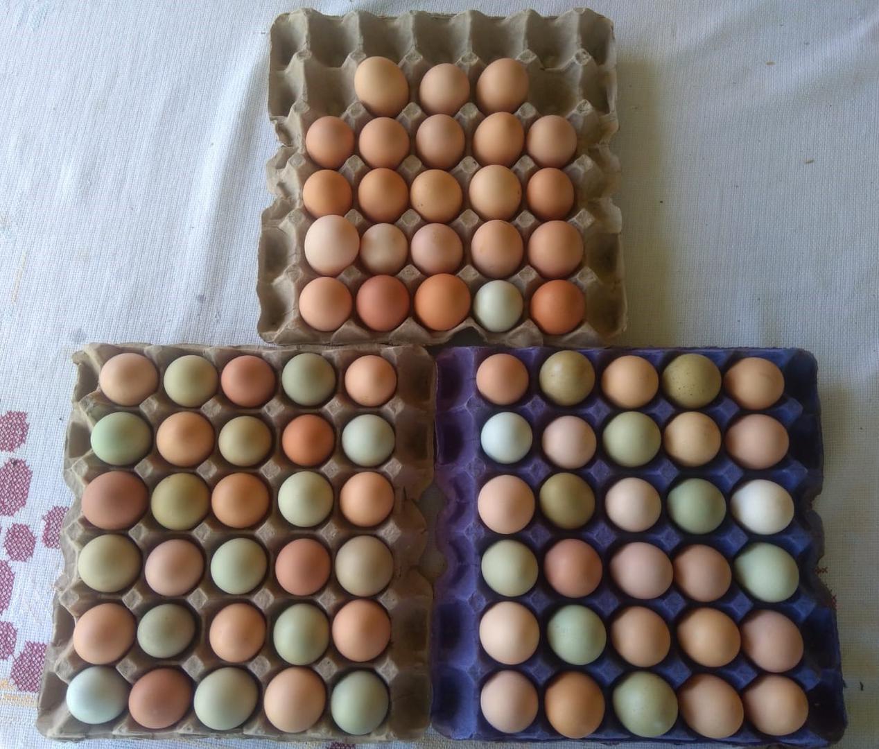 Huevo Semi Criollo Bandeja X 30U