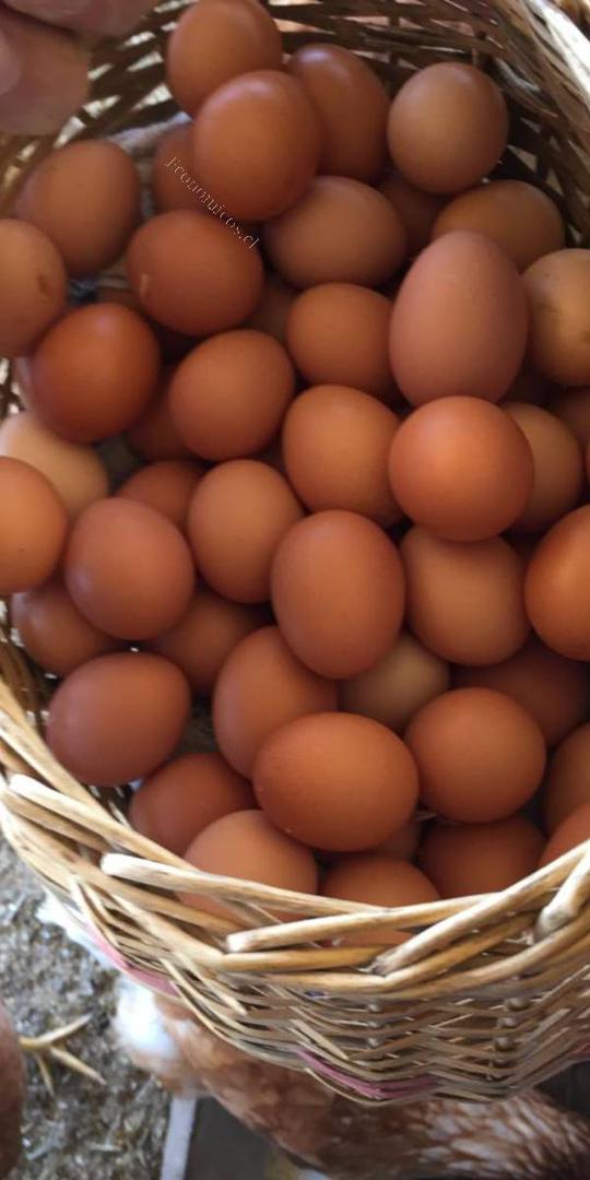 Huevos De Campo
